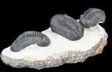 Three Large Pedinopariops Trilobites - Mrakib, Morocco #44521-6